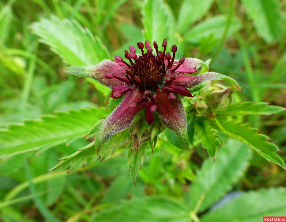 Сабельник болотный побег