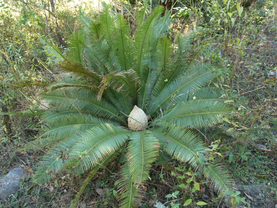 Диоон колючий