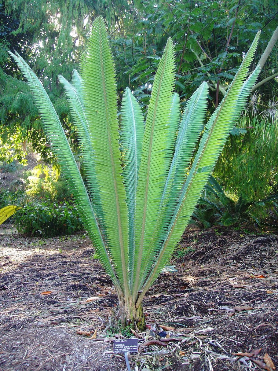 Саговниковые растения