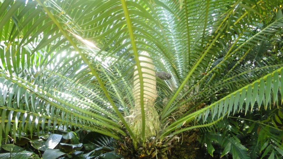 Диоон съедобный интересный факт о виде