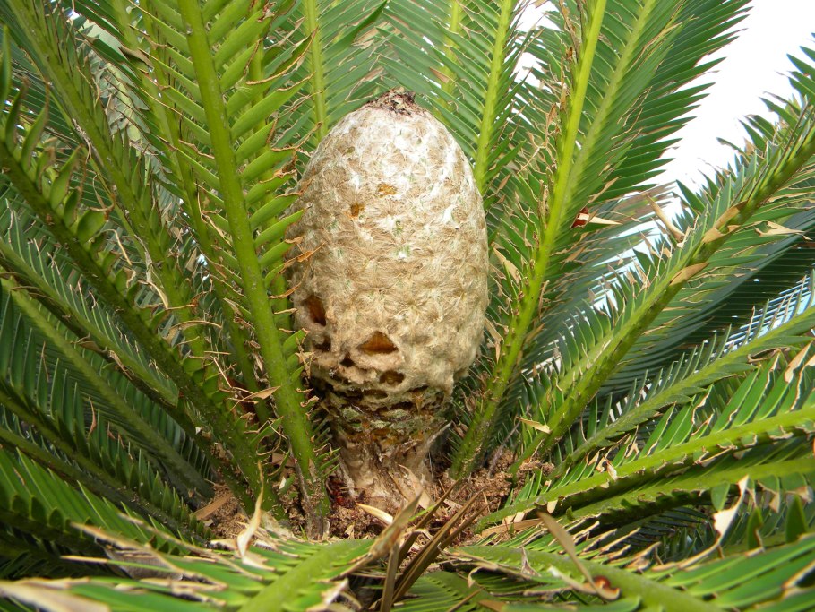 Диоон Меджа