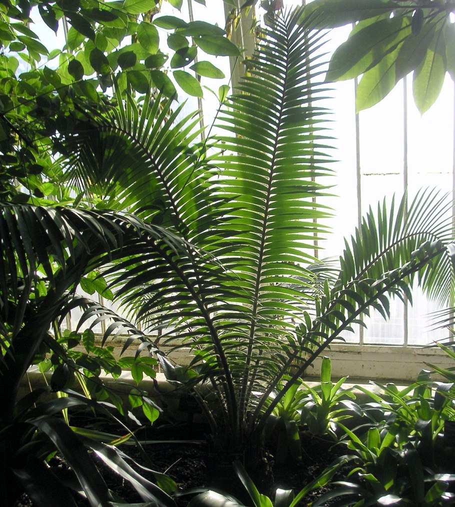 Диоон колючий в домашних условиях