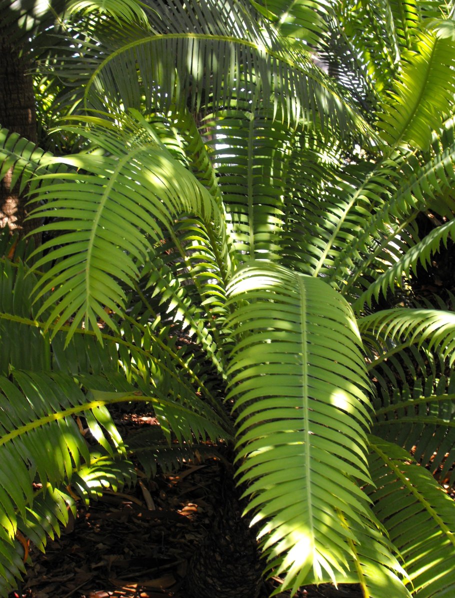 Манильская Пальма