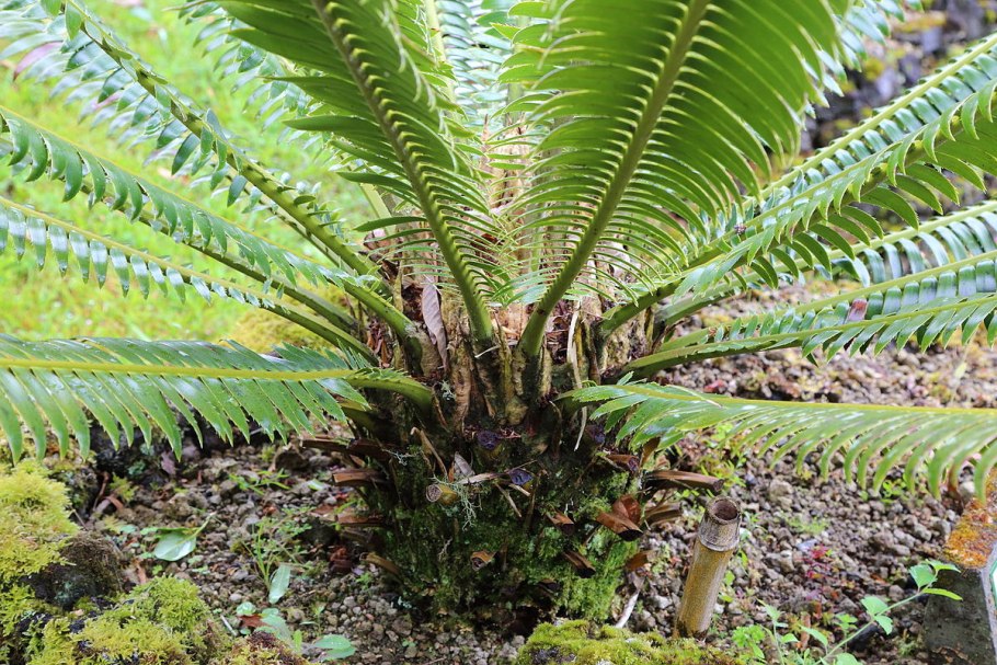 Dioon spinulosum