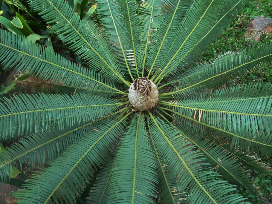 Dioon spinulosum