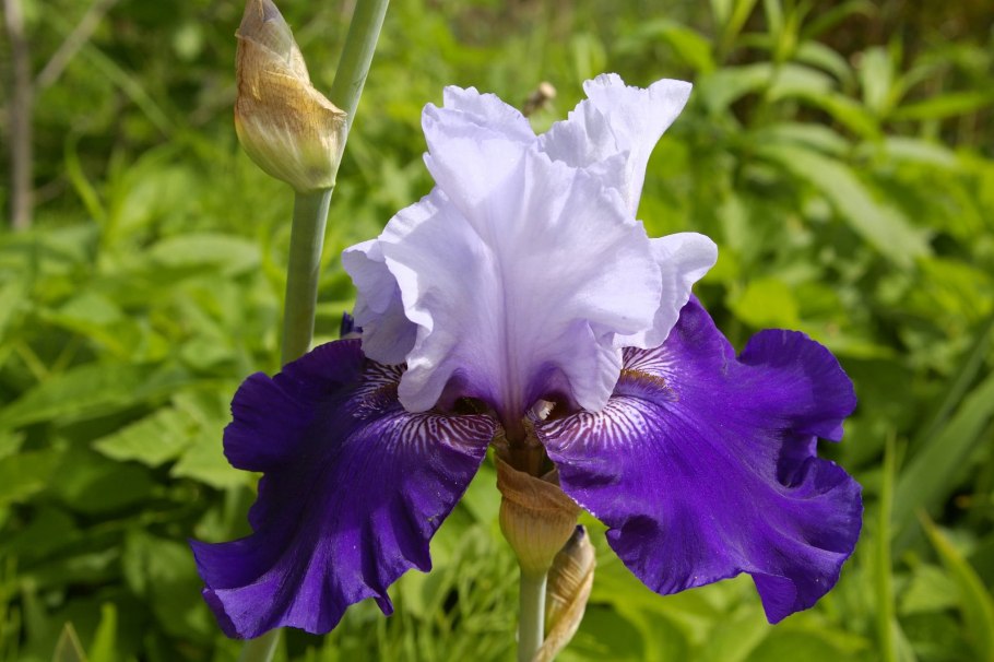 Iris Azul