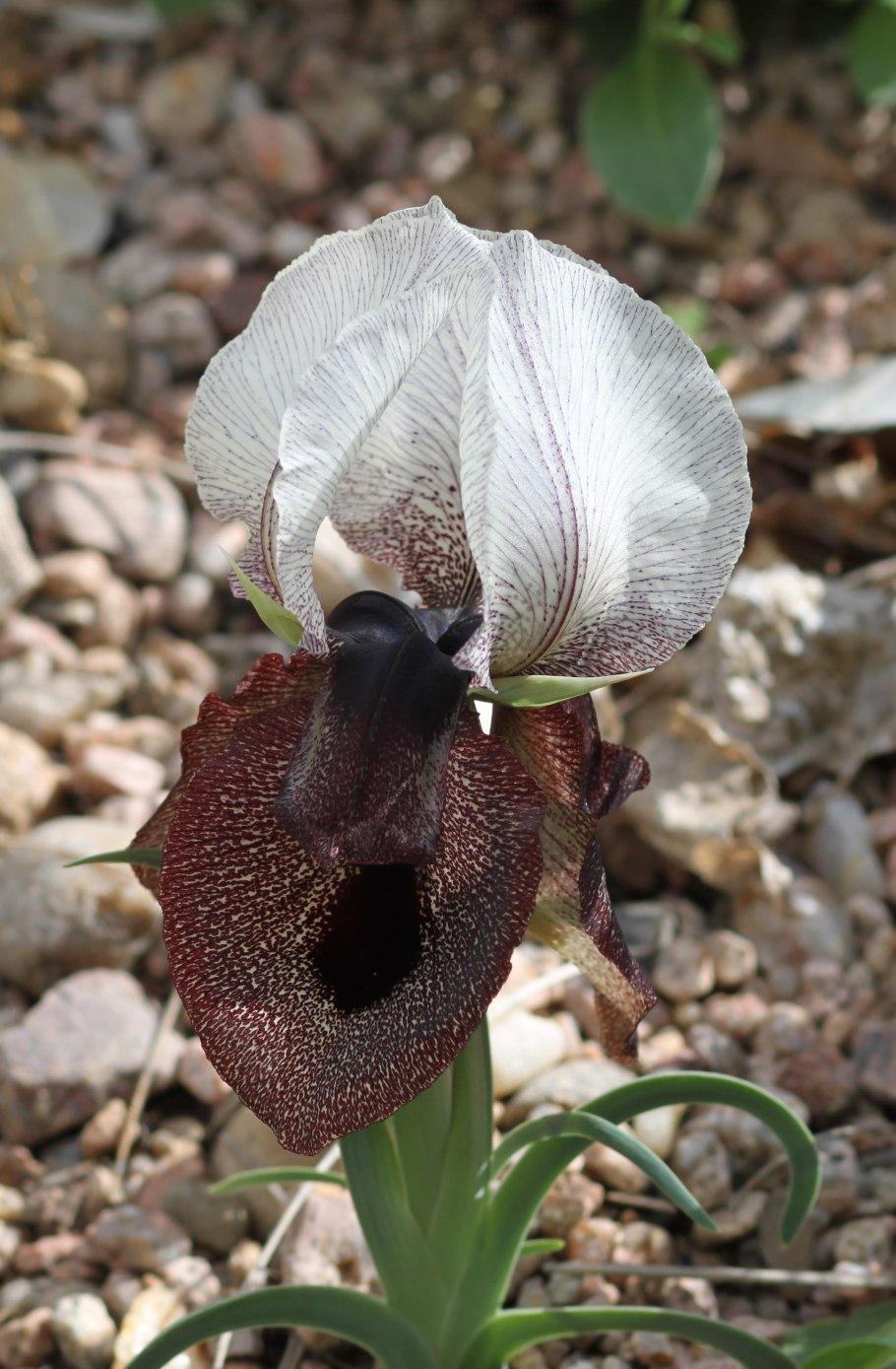 Iris Iberica subsp. Lycotis - Spain Ирис ирисы,