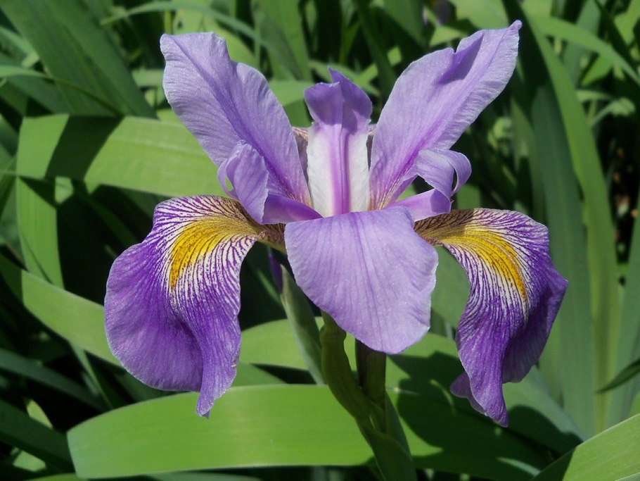 Iris Xiphium
