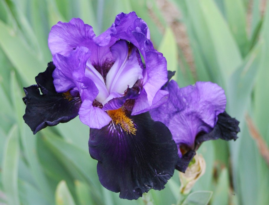 Iris subg. Scorpiris