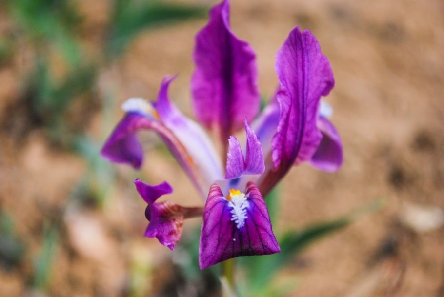 Пумила демон Ирис