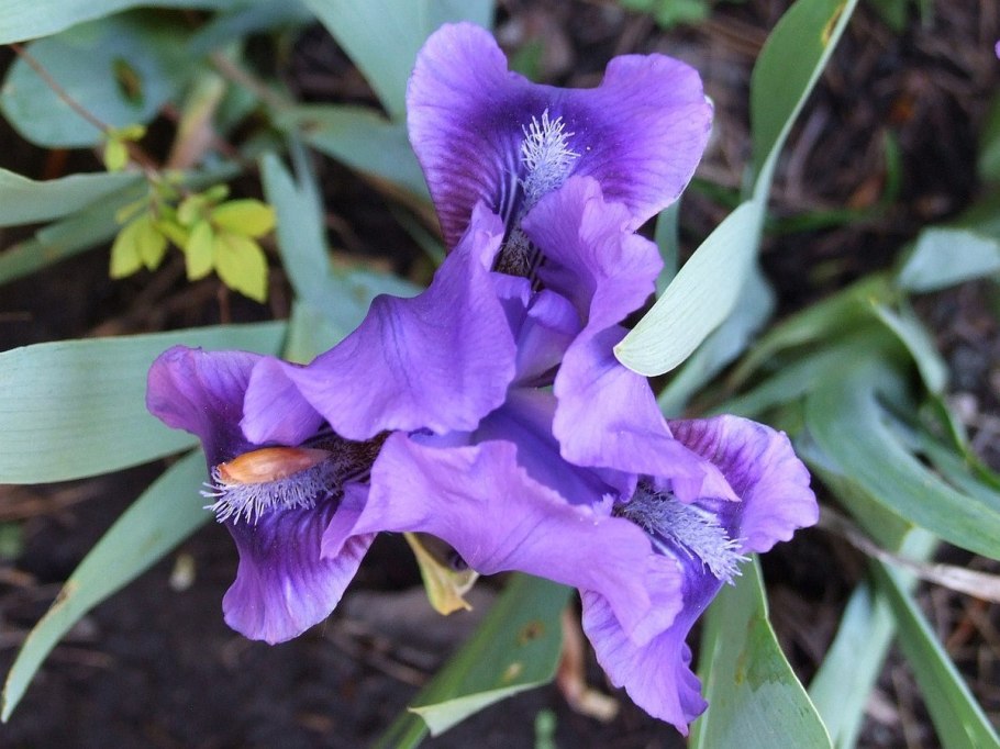 Iris sanguinea