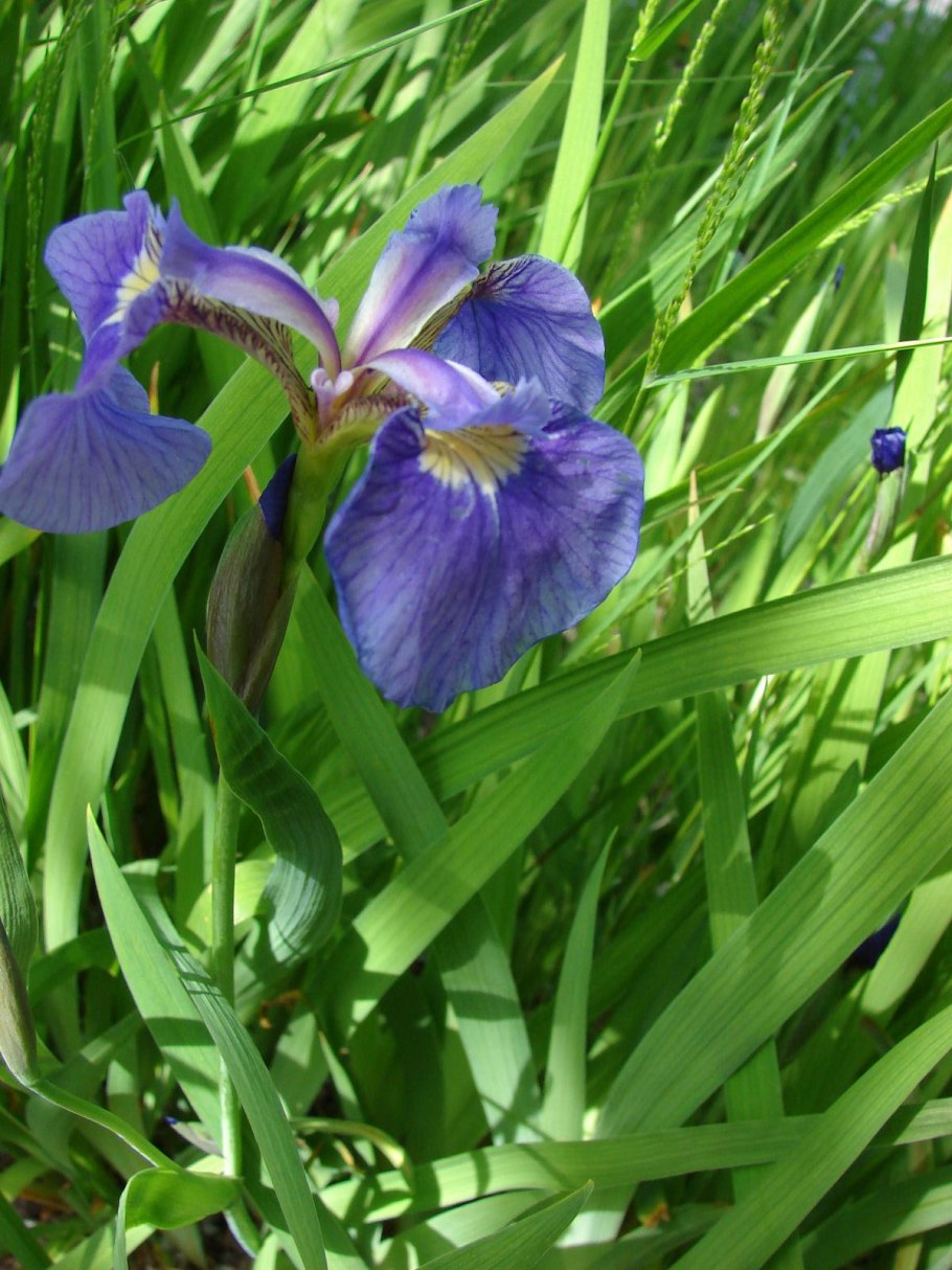 Iris Germanica Pink Empress