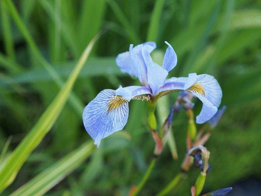 Ирис бородатый Бертуисл