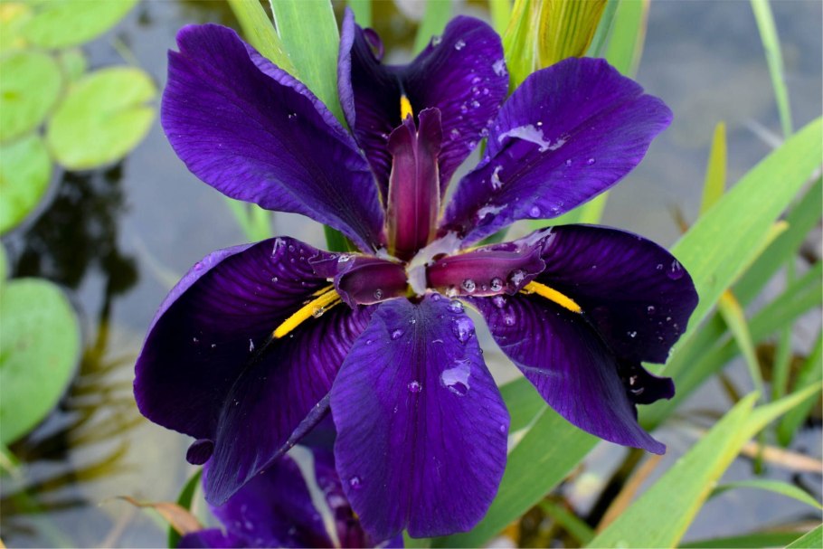 Ирис луизианский блэк геймкок