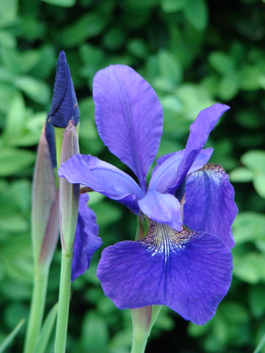 Листья ириса фон