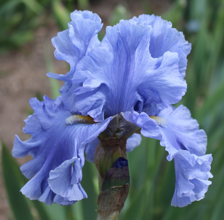 Ирис бэбелинг брук