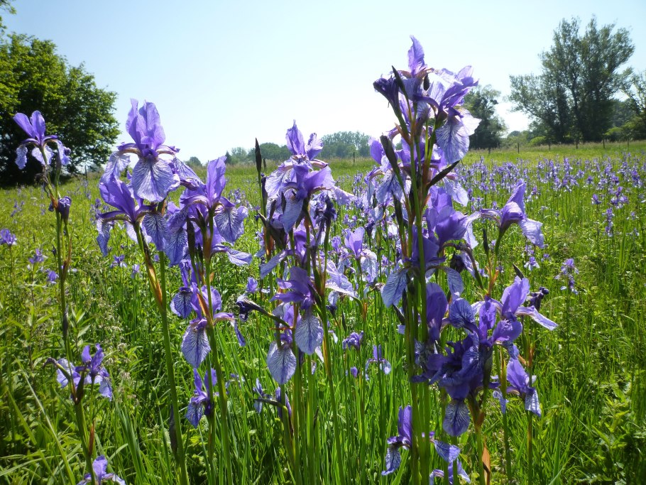 Ирис Дальневосточный бородатый