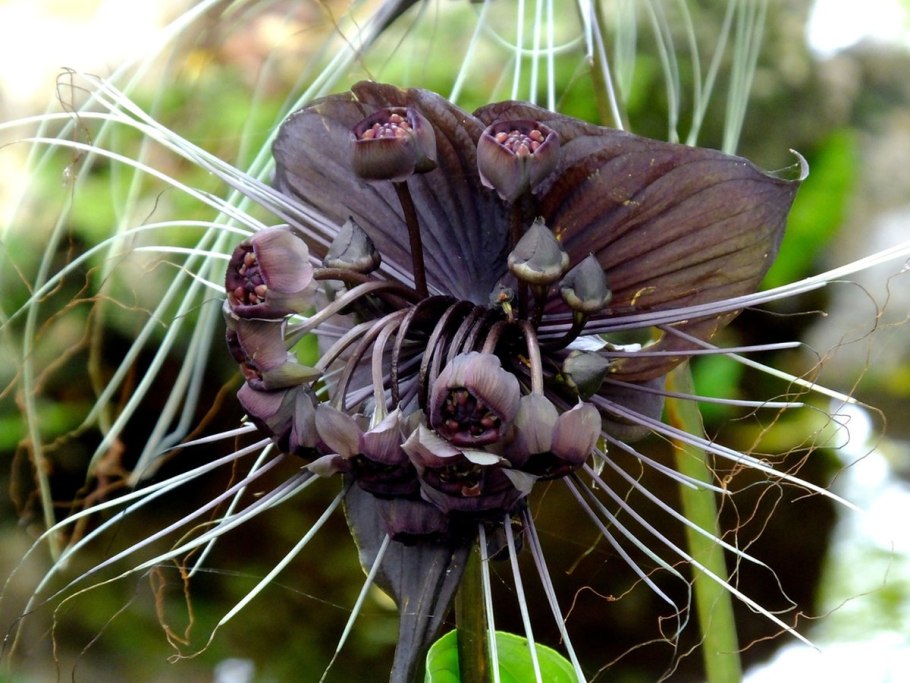 Tacca chantrieri в горшке