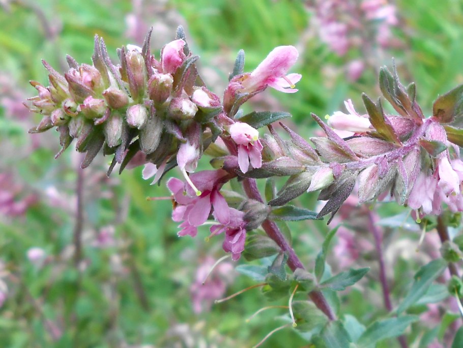 Растение зубчатка обыкновенная
