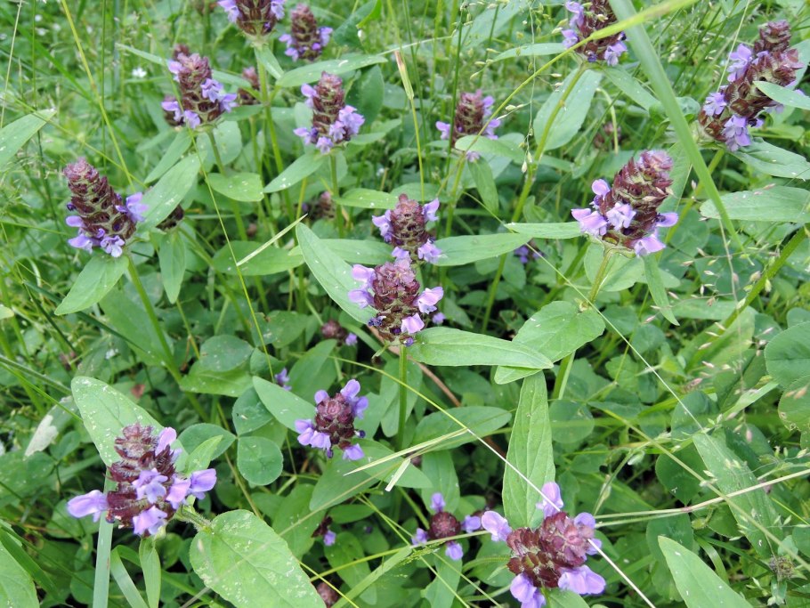Зубчатка обыкновенная (Odontites rubra)