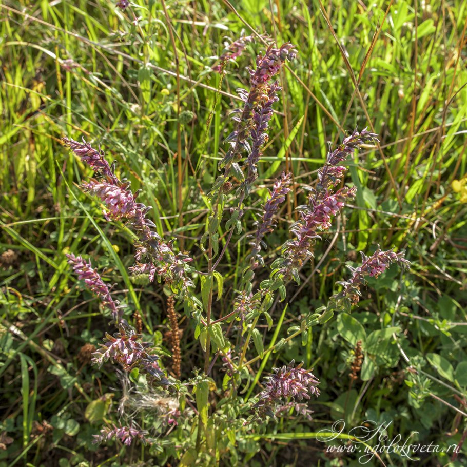 Козак трава