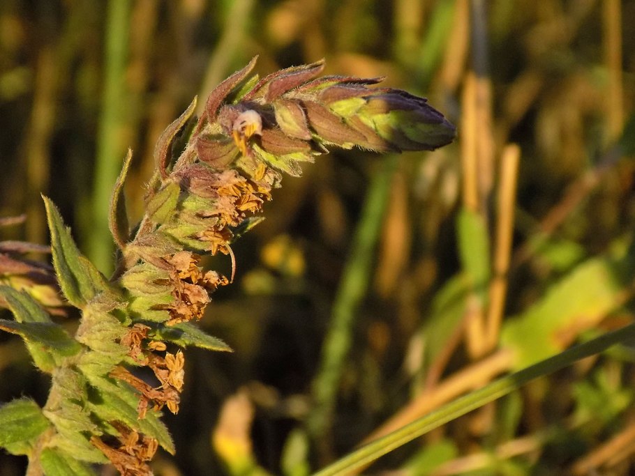 Черноголовка сорняк