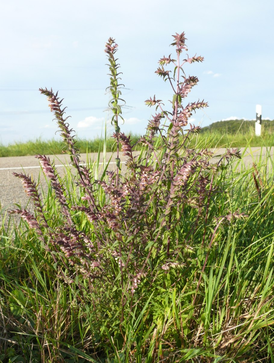 Зубчатка обыкновенная odontites serotina