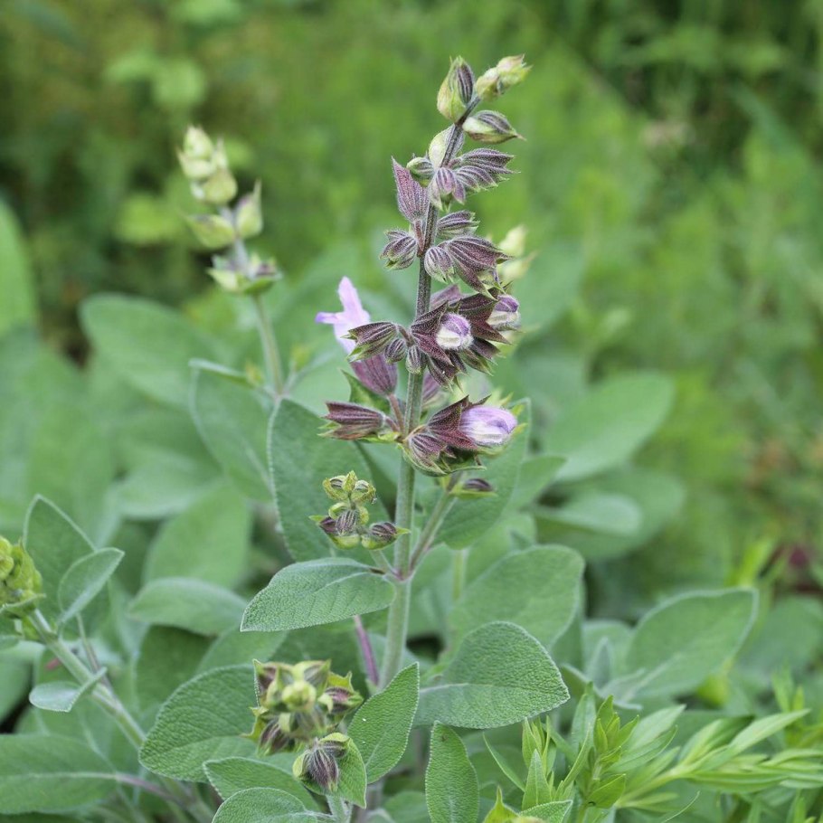 Подбел белый