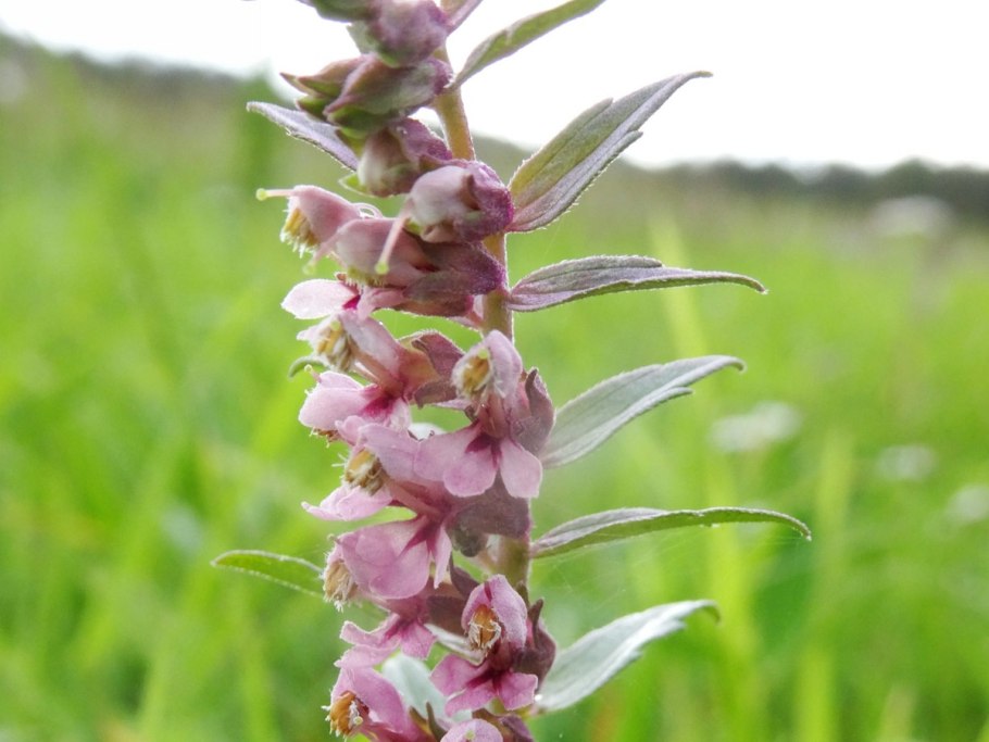 Зубчатка обыкновенная odontites serotina