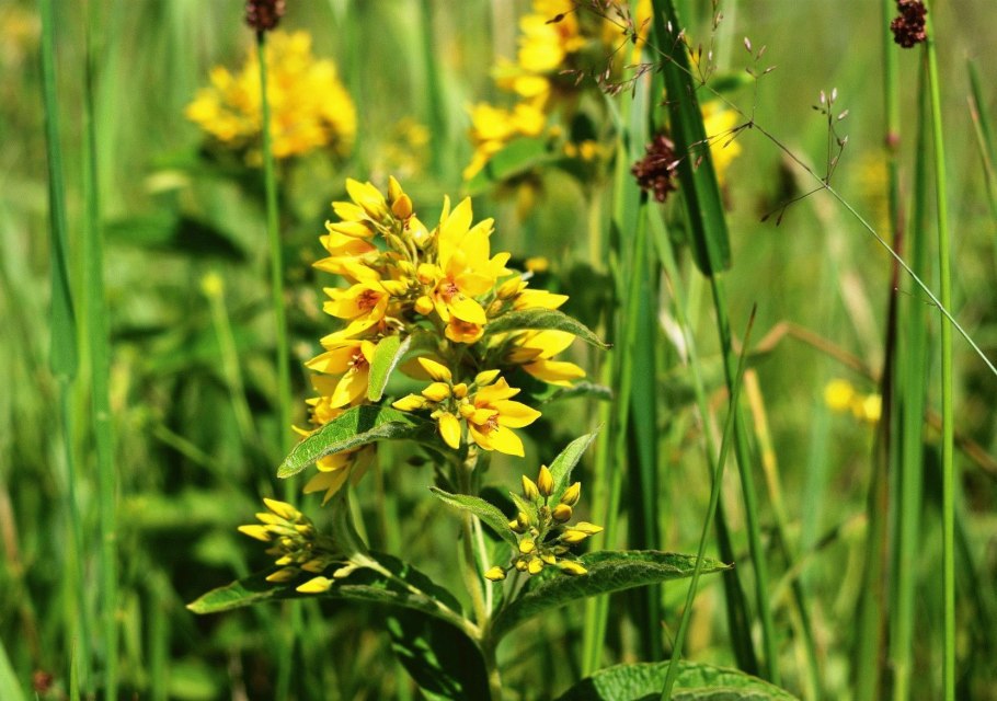 Инзерские Зубчатки сплав