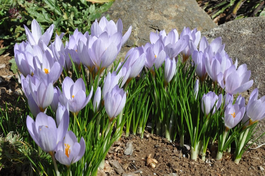 Альпийская горка тюльпан Нарцисс Крокус