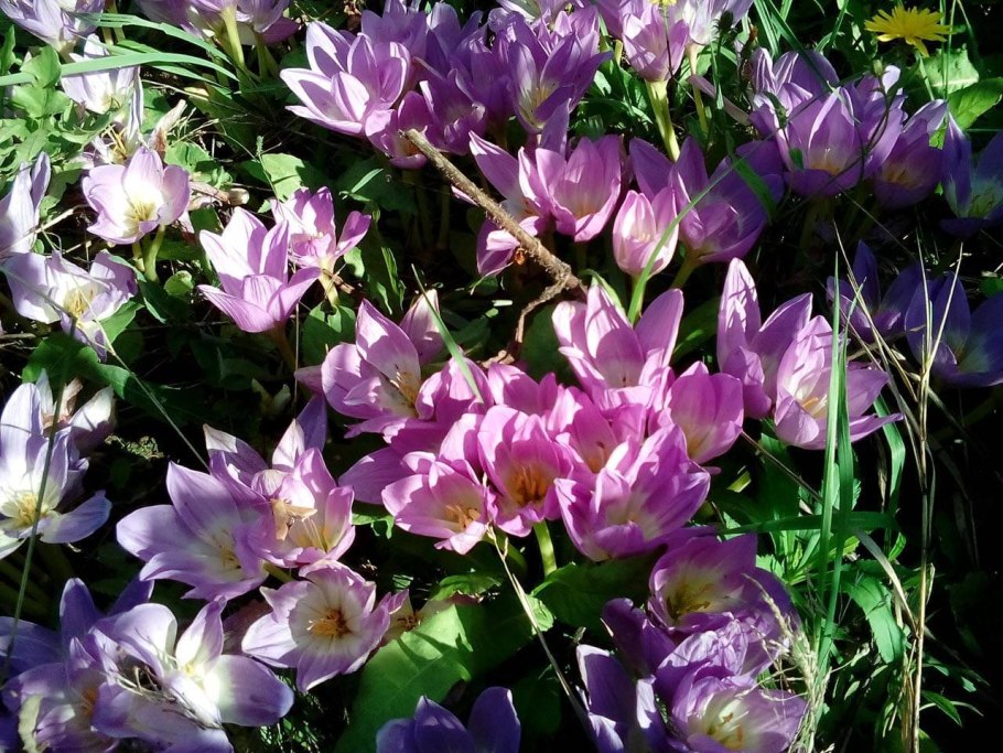 Безвременник Совича