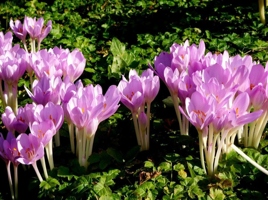 Безвременник анкарский