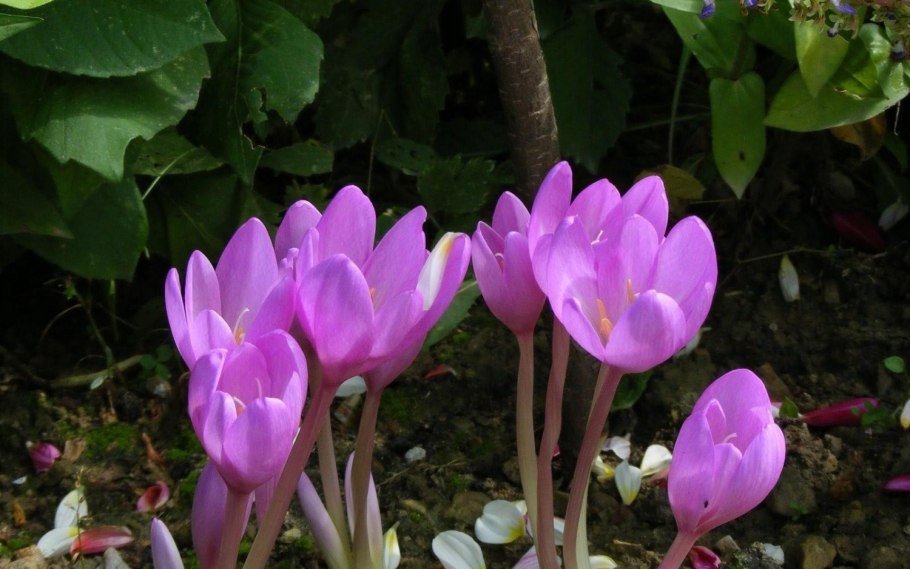 Безвременник и Крокус