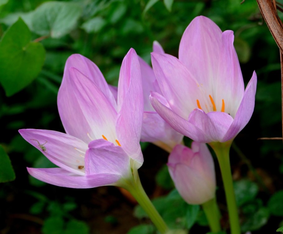 Безвременник (Colchicum)