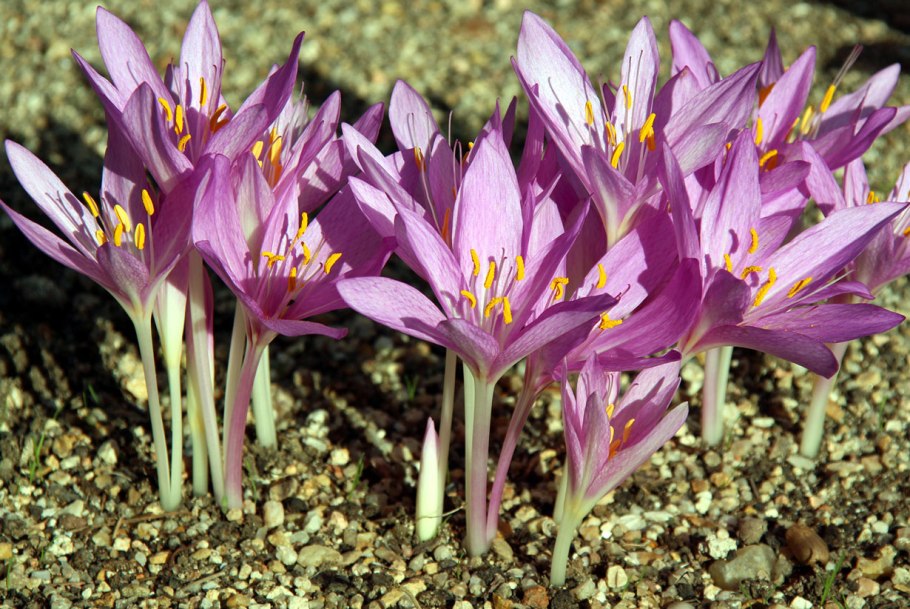 Осенний крокус безвременник