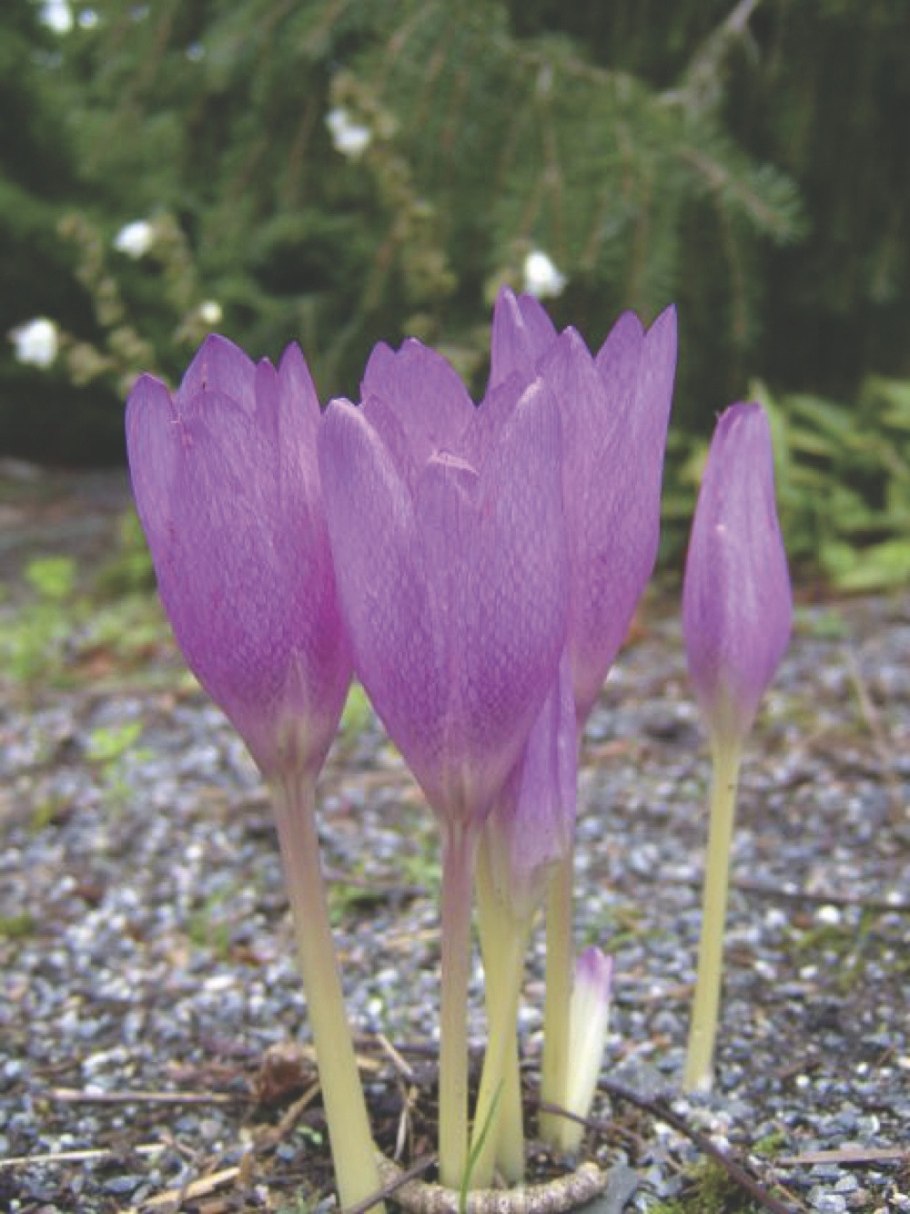 Безвременник весенний