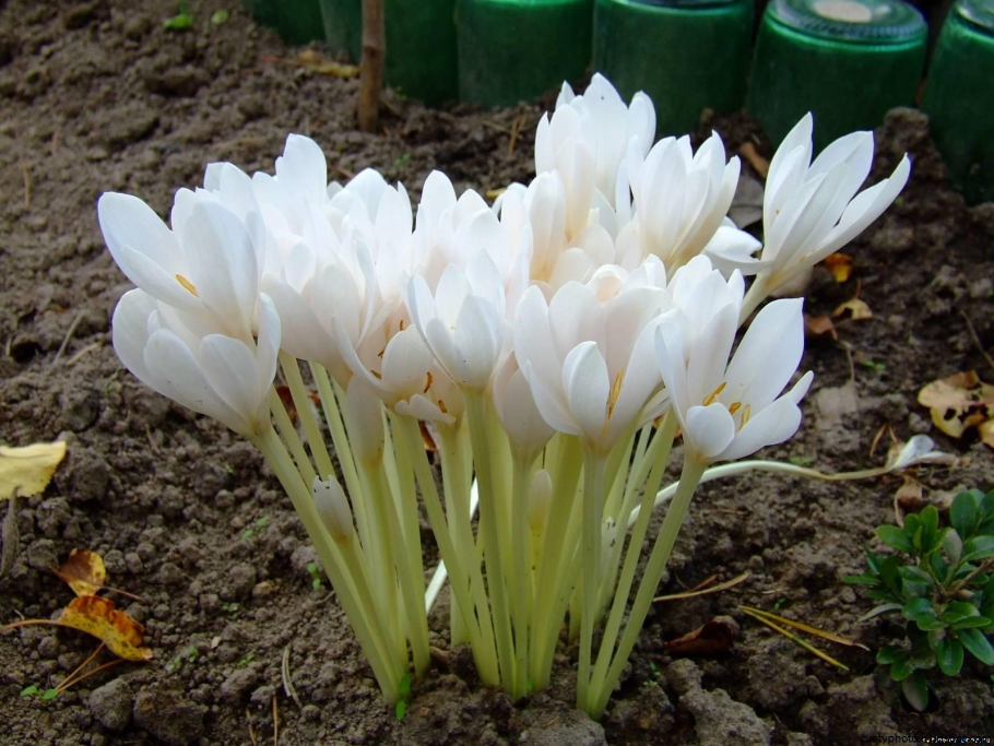 Безвременник великолепный белый
