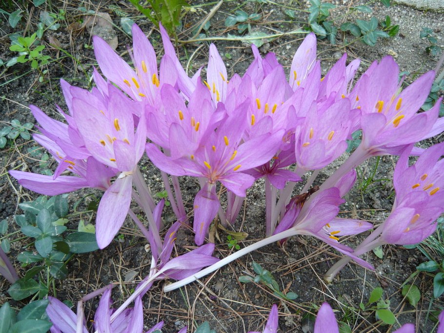 Безвременник осенний Colchicum autumnale