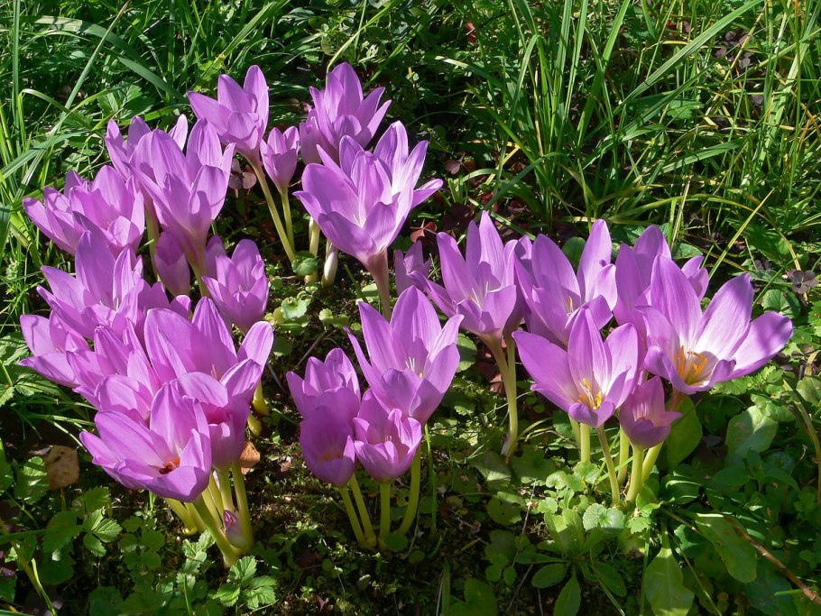 Осенний крокус безвременник