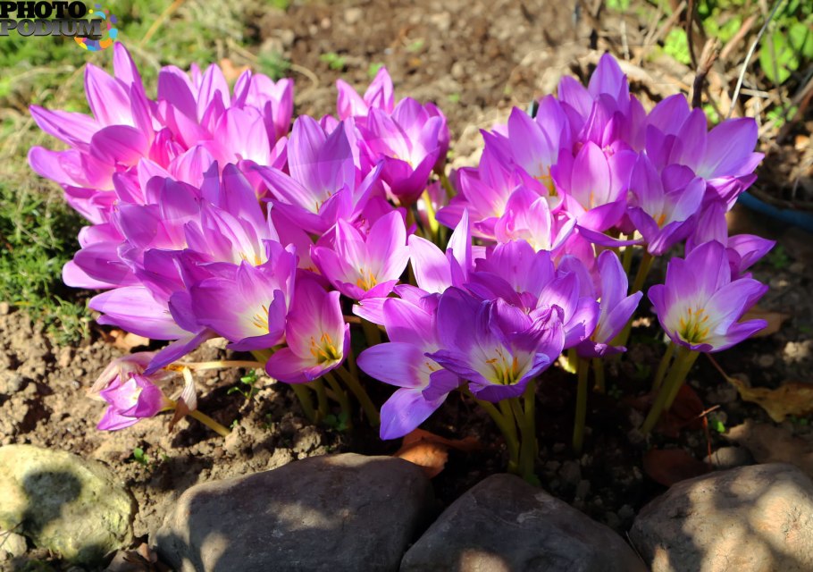 Безвременник и Крокус