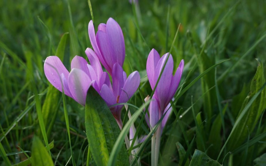 Растение безвременник