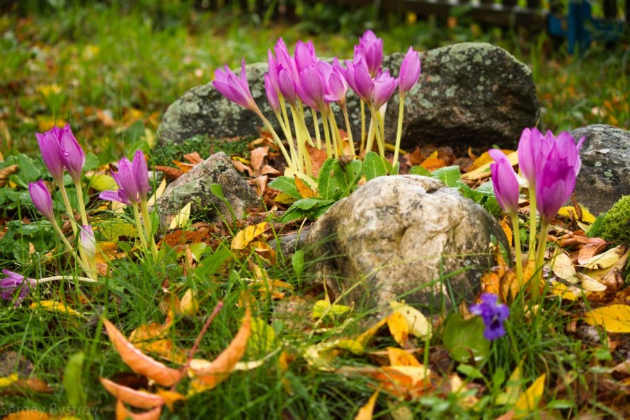 Крокус Шафран осенний