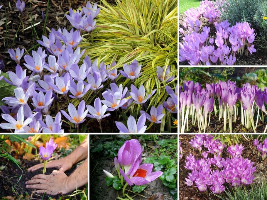 Безвременник ранней весной