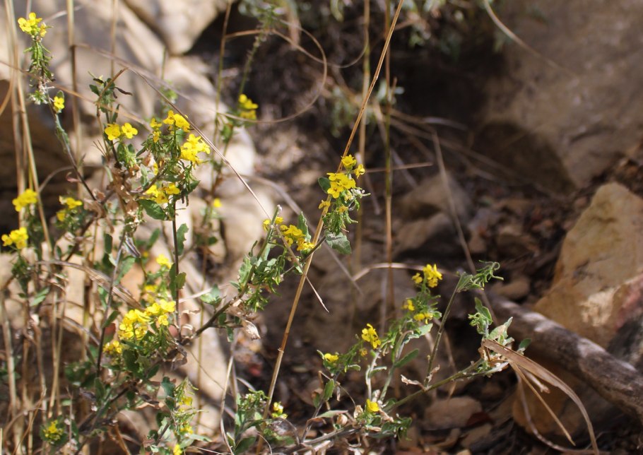 Анафалис margaritacea