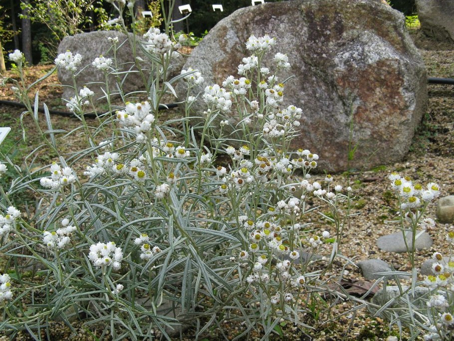 Moehringia lateriflora