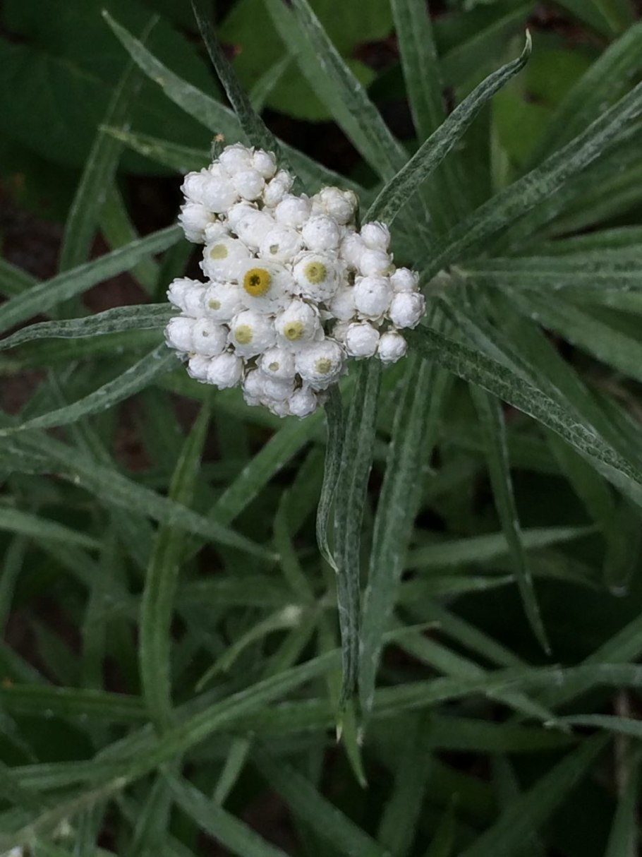 Анафалис трехжилковый