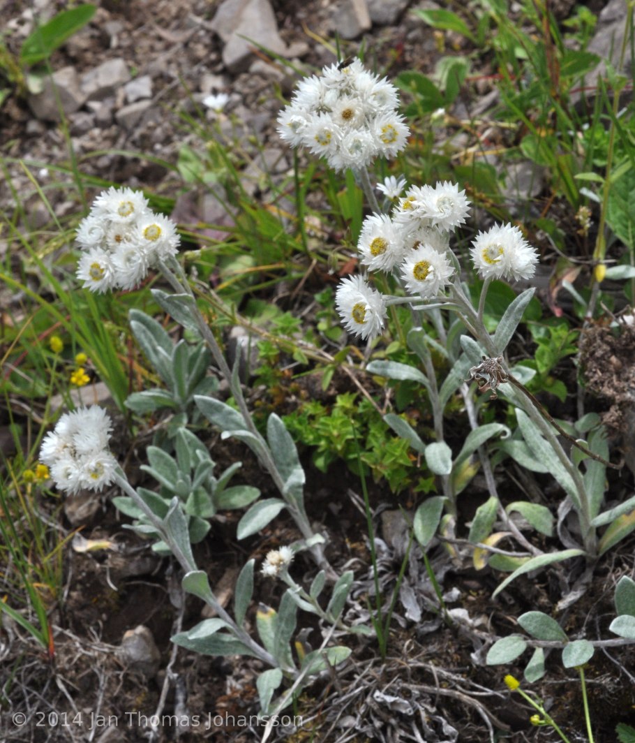 Многолетний Анафалис