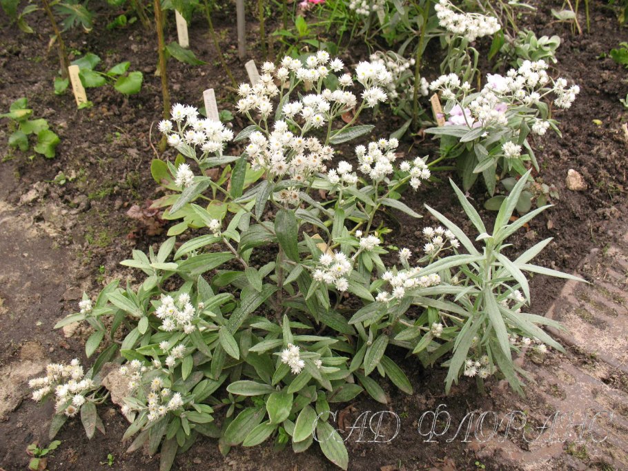 Анафалис жемчужный