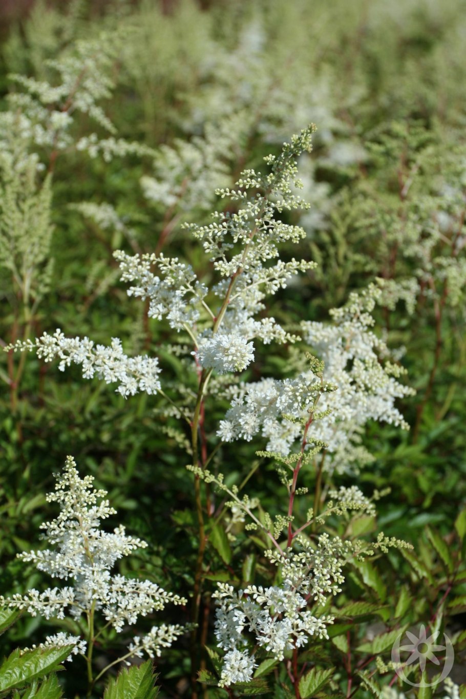 Лептоспермум Ruby Glow